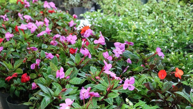 برگزاری «نمایشگاه گل و گیاه» با تخفیف ویژه