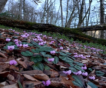 زمستان زیبا در جنگل تحقیقاتی دانشکده منابع طبیعی و علوم دریایی